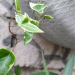Senecio macroglossus Hoja