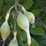 Dermatophyllum secundiflorum Fruit