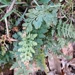 Asplenium adiantum-nigrum 葉