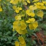 Erysimum rhaeticum Fleur