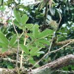 Handroanthus ochraceus Leaf