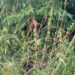 Sanguisorba officinalisКвітка