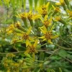 Roldana petasitis Flower