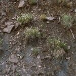 Erigeron rhizomatus Cortiza