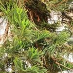 Araucaria cunninghamii Folha