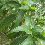 Barleria observatrix Other