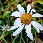 Leucanthemum vulgareKwiat