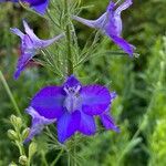 Delphinium ajacisBlüte