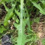 Sonchus arvensisBlad