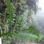 Asplenium inaequilaterale Hábito