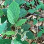 Rubus nigricans Blatt