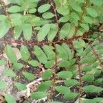 Phyllanthus caroliniensis Лист