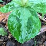 Trillium discolorHostoa