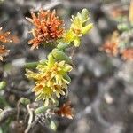 Gymnocarpos decander Flower