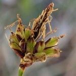 Carex pilulifera Vrucht