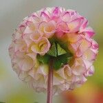 Dahlia pinnata Other