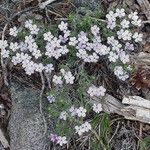 Phlox longifolia Blomma