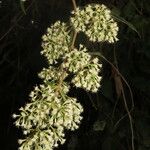 Mikania banisteriae 花