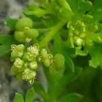 Lepidium didymum Flower