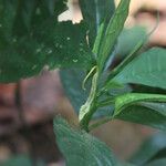 Dorstenia psilurus Fleur