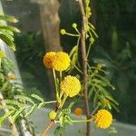 Vachellia farnesiana Flower