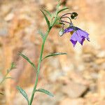 Solanum umbelliferum 整株植物