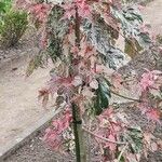 Acer davidii অভ্যাস