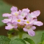 Lantana involucrata Žiedas