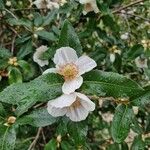 Eucryphia cordifolia Fiore