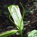 Petersianthus macrocarpus Leaf