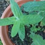 Mentha longifolia Folha