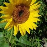 Helianthus annuusFlower