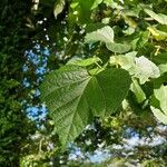 Tilia mandshurica Leaf