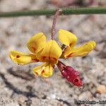 Acmispon prostratus