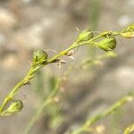 Linaria genistifolia Плод