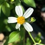 Bidens alba Цвят