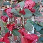 Bougainvillea × buttianaKvět