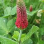 Trifolium incarnatum 花