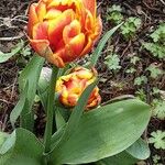 Tulipa agenensis অভ্যাস