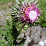 Carduus nutans Flower