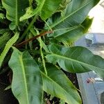 Philodendron melinonii Liść