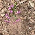 Centaurium tenuiflorum Квітка