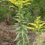 Solidago rugosa 花