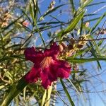 Chilopsis linearis Flower