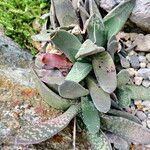 Gasteria carinata Leaf