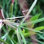 Dichanthium aristatum Fuelha