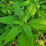 Verbesina alternifolia Leaf