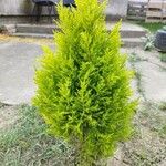 Cupressus macrocarpaDeilen