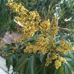 Litchi chinensis Flower