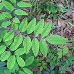 Indigofera decora Folha